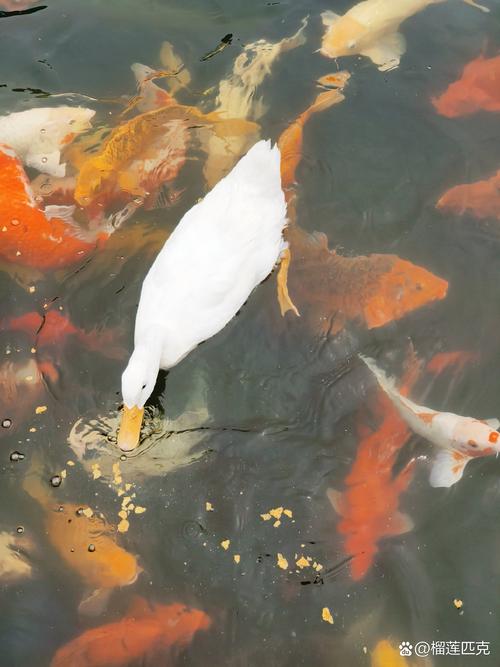 鱼池差不多钱包-鱼池 钱包