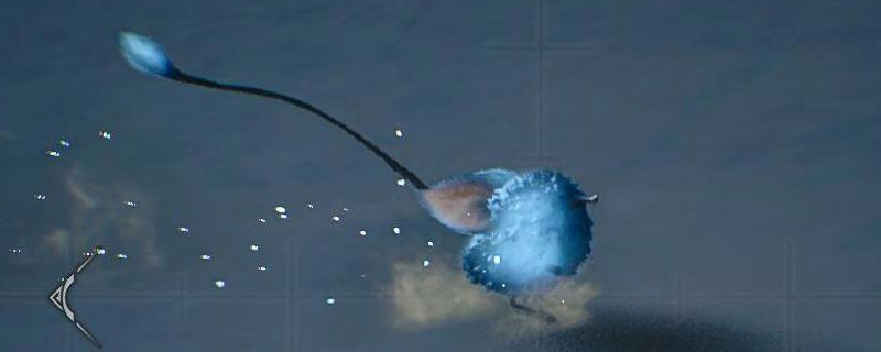 怪物猎人荒野沙野流星生物在哪里-怪物猎人荒野流星发光的生物位置介绍