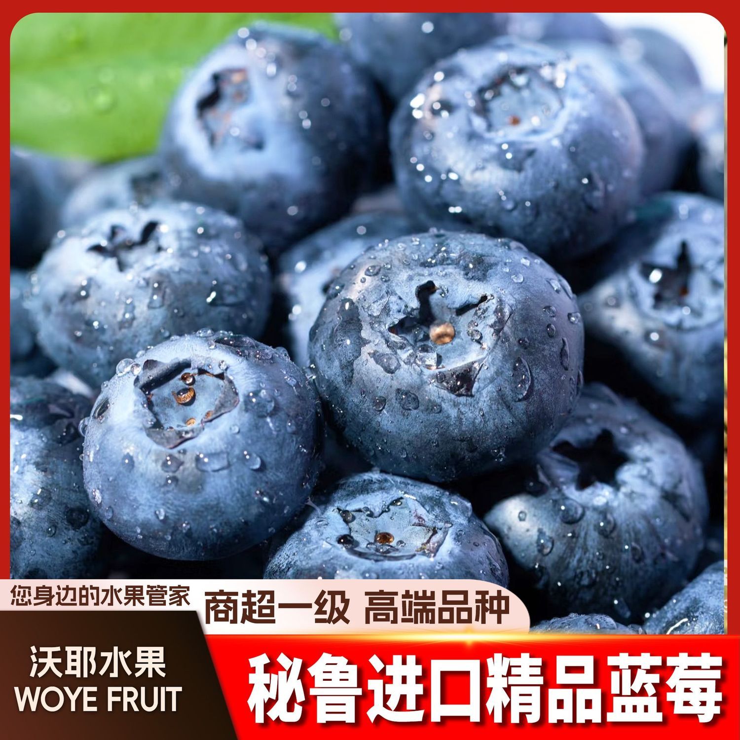 沃耶进口蓝莓18mm大果