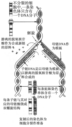 dna币怎么不涨：dna币怎么样