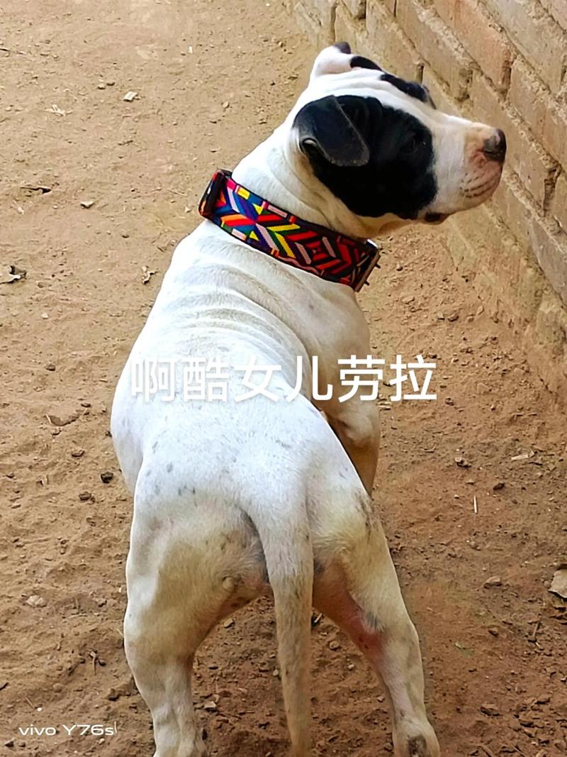 比特犬挖掘速度解析，挖一个比特犬需要多久？