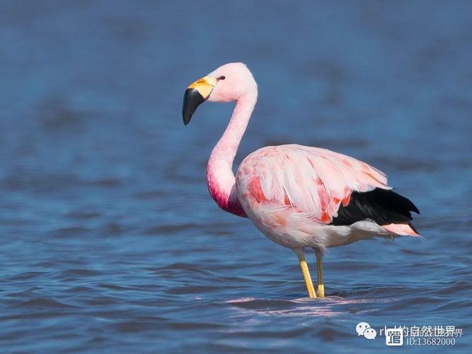 Flamingo币详解，加密货币中的火烈鸟是什么？