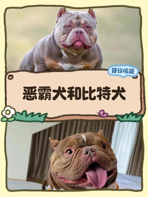 比特犬体型特点，小头身长解析及最新资讯