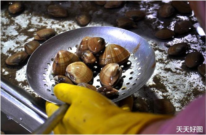 母体沙钱识别技巧与详细解析