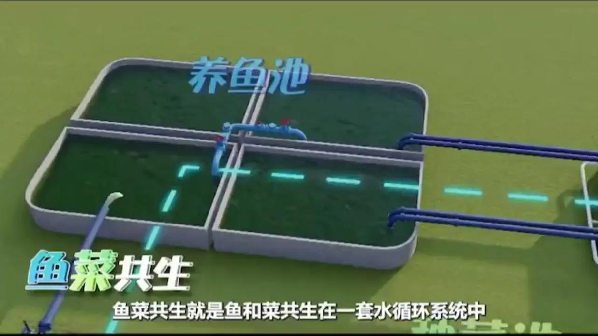 虚拟鱼池技术解析，模拟养殖新趋势