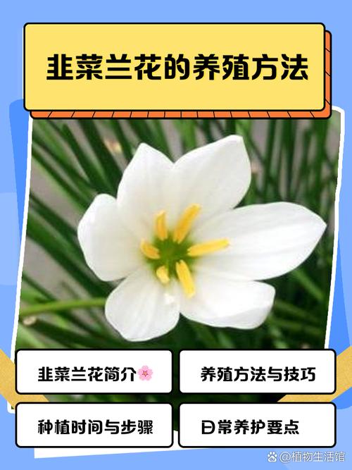 韭菜分叉时间及技巧详解