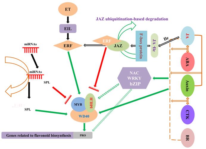 sfil解析深度解析sfil含义及作用