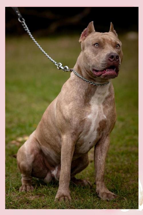 比特犬清理技巧与注意事项专业指南