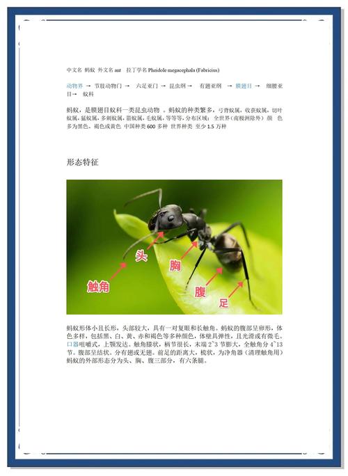 新疆蚂蚁品种多样性与生态研究