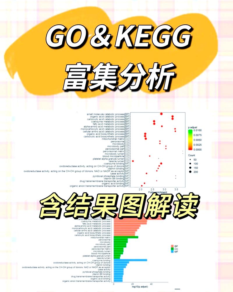 蜘蛛矿池评测，性能与收益分析，投资前景一览