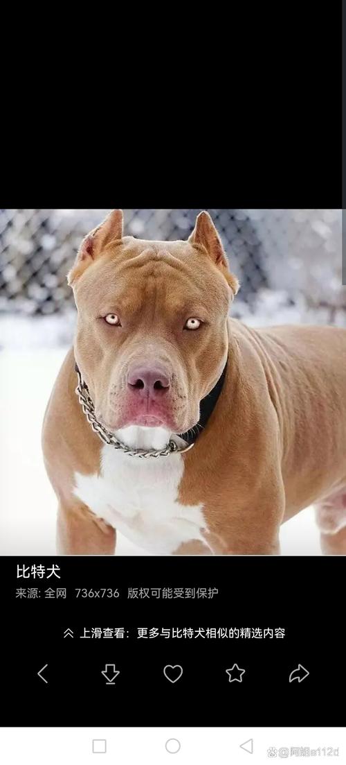 比特犬饲养注意事项及健康护理全攻略