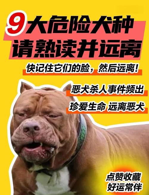 比特犬开口咬人后处理与预防措施全解析
